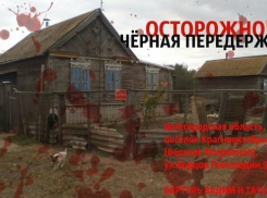 В Волжском защитники животных пожаловались на «черную передержку»