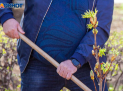 Жители Волжского высадили 100 акаций в «Саду Памяти»