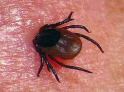 Более 2000 волгоградцев пострадали от укусов клещей