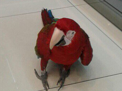 Гигантский попугай, деловито прогуливающийся в торговом центре, попал на видео в Волжском 