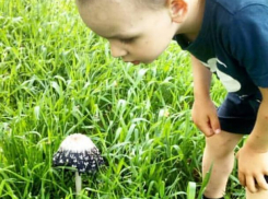 Грибы из страны Чудес обнаружили жители Ленинского района