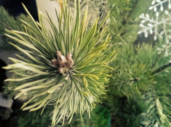 В Волжском растут только культивируемые сосны