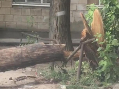 «Дерево лежит уже четыре дня»,- волжанин