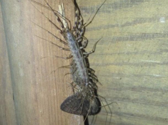 Мерзкое хищное насекомое неожиданно обнаружил волжанин на своей даче