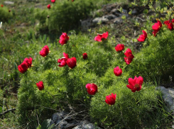 Пионом тонколистным в Волжском не полюбуешься