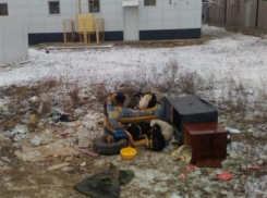 Шелудивую псарню развели рядом с жилыми домами в Волжском