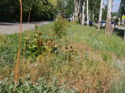 Волжские активисты раскритиковали состояние тополей Болле на улице 40 лет Победы