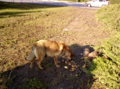 Хвостатая семья нашла жилье с видом на центр Волжского