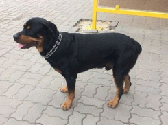 Потерявшийся Хатико убежал от нового хозяина в Волжском