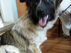 Микси из приюта надо помочь