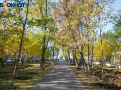 В Волжском начали планировать озеленение‑2026