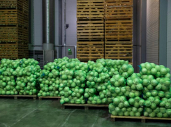 В Волжском закрыли теплицы на год из-за опасного вируса