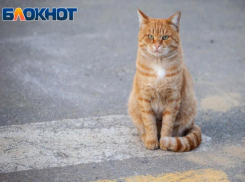 Бабье лето пришло в Волжский: прогноз погоды на четверг
