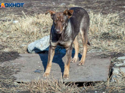 Карантин по бешенству после нападения собак ввели в Волгоградской области