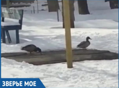 Дикие утки поселились среди снега в Волжском