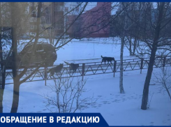 «Ребенка страшно выпускать на улицу»: в Волжском стая собак держит в страхе целый двор