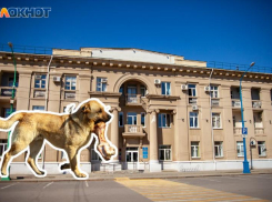 Администрация Волжского пообещала отловить бездомных собак без бирок после скандала на сайте «Блокнот Волжский»