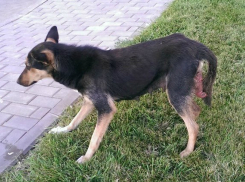 В Волгограде догхантер убил собаку под видом помощи защитникам животных