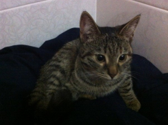 В Волжском ищут хозяев кошечке, спасенной из-под капота авто