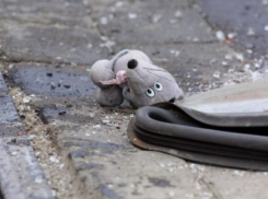 Автомобилист покалечил ребенка в Средней Ахтубе