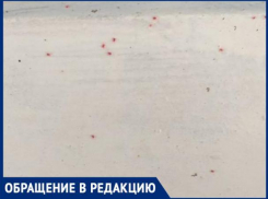 «Микрорайон оккупировали красные клещи», - волжанка