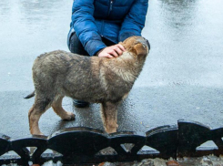 «Собака напала на мою дочь»: волжане пишут коллективное заявление на бродячих собак в прокуратуру