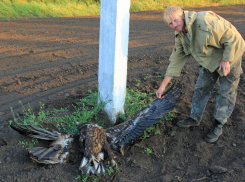 Волгоградские энергетики заплатят более миллиона за гибель двух птиц