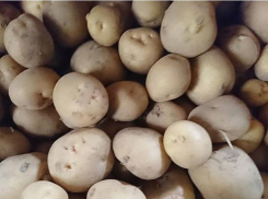 Статистика показала, что больше всего земли волжане отдают под посадку картофеля