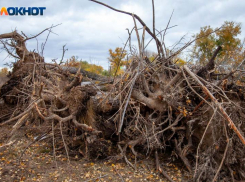 Бастрыкин заинтересовался жалобами на строительство трассы в Волга-Ахтубинской пойме