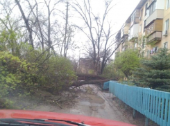 Дерево обрушилось в одном из дворов Волжского: оно на целый день перекрыло проезд