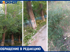 Битва при «Лада-Дом»: сухостой одолевает дворы в Волжском