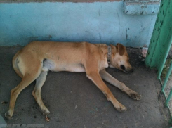 Волжан предупредили о необходимости привития своих питомцев от бешенства