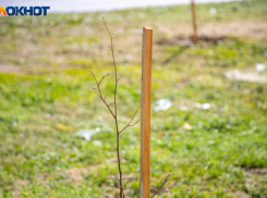 В Волжском пройдет акция по высадке деревьев в парке «Солнечный» 