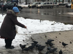 Кормящие голубей устроили антисанитарию, - волжанка