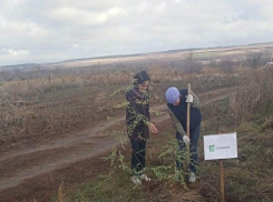 В Среднеахтубинском лесничестве созданы новые лесные аллеи 