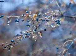 Сильный ветер и плюсовая температура: прогноз погоды на четверг в Волжском