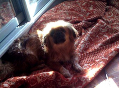 Волжанка лишилась четвероного друга из-за маршрутчика-лихача