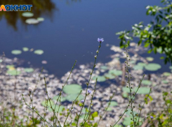 В Волжский пришло похолодание: прогноз погоды на неделю