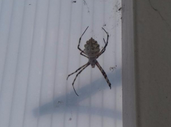 Паук-патиссон попал в объектив телефона в Волжском