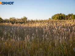 Волгоградский фермер «нарисовал» 100 тонн зерна, чтобы получить декларацию