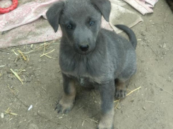 Благодаря «пиару» животных, хвостатый малыш нашел свой кров