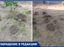 В Волжском «коммунальщики» уничтожили цветники у дома на Горького, 46