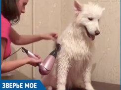 Пушистый самоед «вытерпел» все муки грумера в Волжском