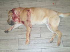 В Тракторозаводском районе изверги пробили шарпею голову и изрезали собаку ножом