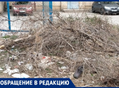 Волжане не могут добиться вывоза дерева, упавшего на детскую площадку