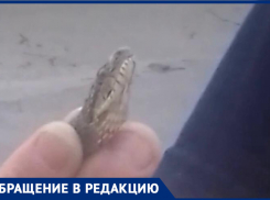 «Вот такое «зеленое чудо»,- волжанка о пойманной змее