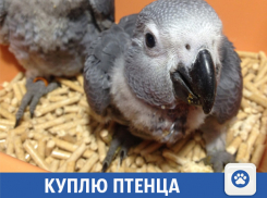 Волжанка мечтает о жако или какаду