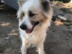 Джолли бросили и забыли