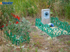 Куда обращаться в случае смерти домашнего питомца: как в Волжском законно проститься с котом или собакой 