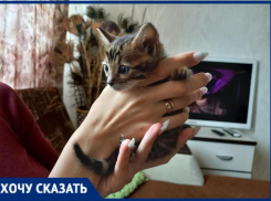 Истощенного котенка при смерти продали жительнице Волжского